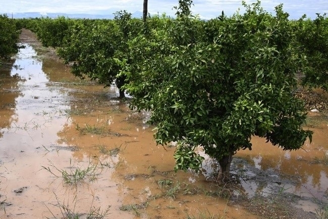 El campo valenciano que no puede levantar cabeza un año después de la Dana