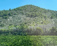 La falta de agua mata más de un millón de pinos en la Comunitat Valenciana