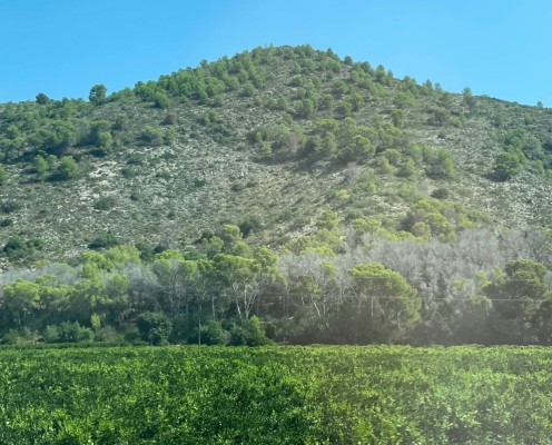 La falta de agua mata más de un millón de pinos en la Comunitat Valenciana