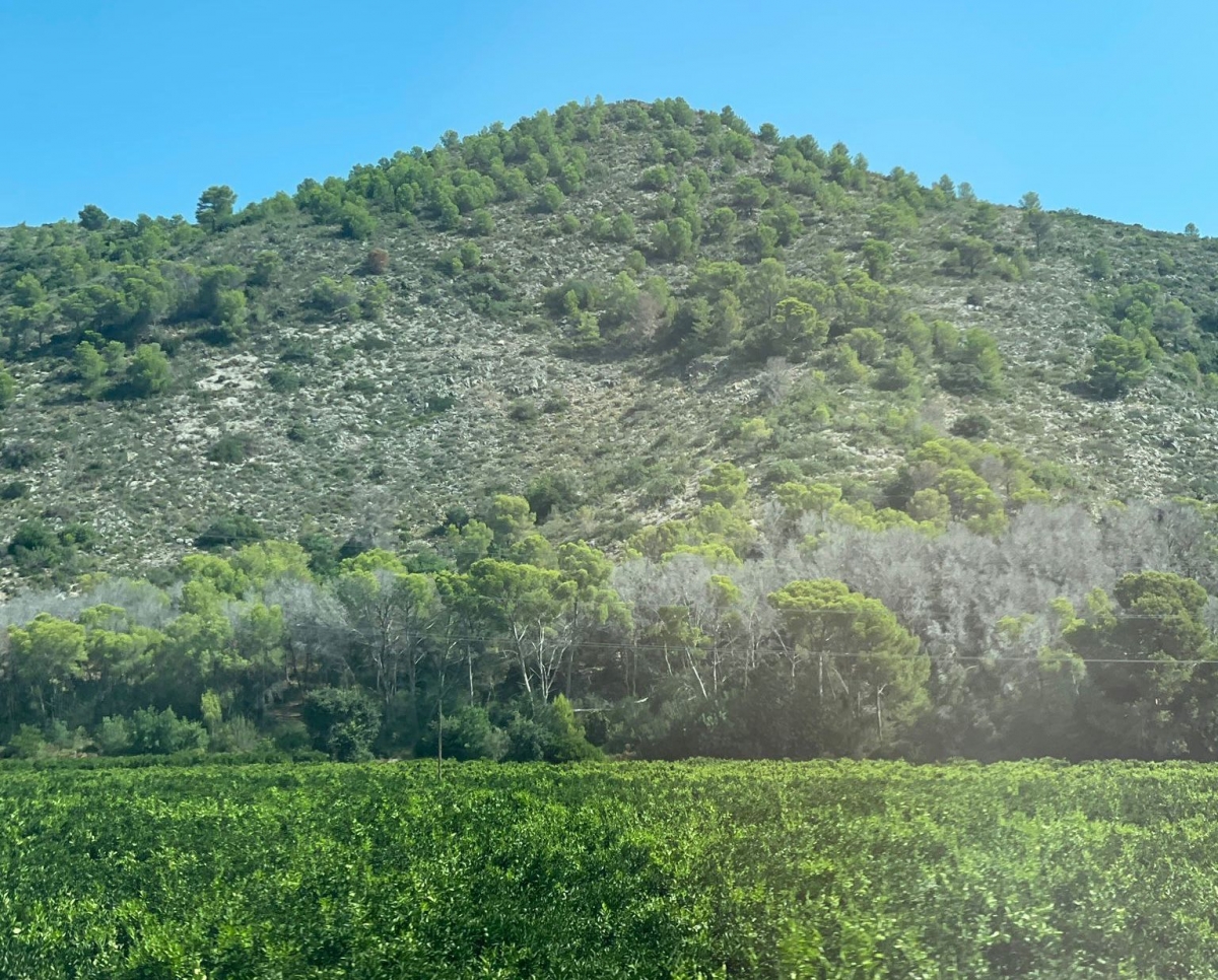 La falta de agua mata más de un millón de pinos en la Comunitat Valenciana