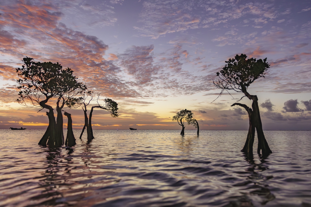 Dancing Trees de Sumba - Dancing Trees de Sumba