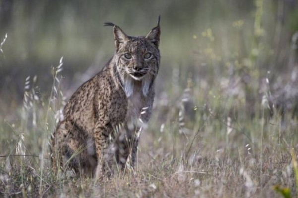 Constatan la necesidad de coordinación entre autonomías para la recuperación del lince ibérico 
