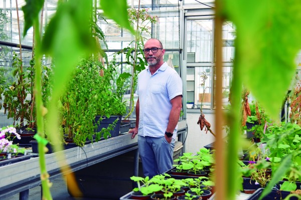 Diego Orzáez: «Creamos plantas ‘centinela’ que  se iluminan como luciérnagas para  alertar de virus en los cultivos»