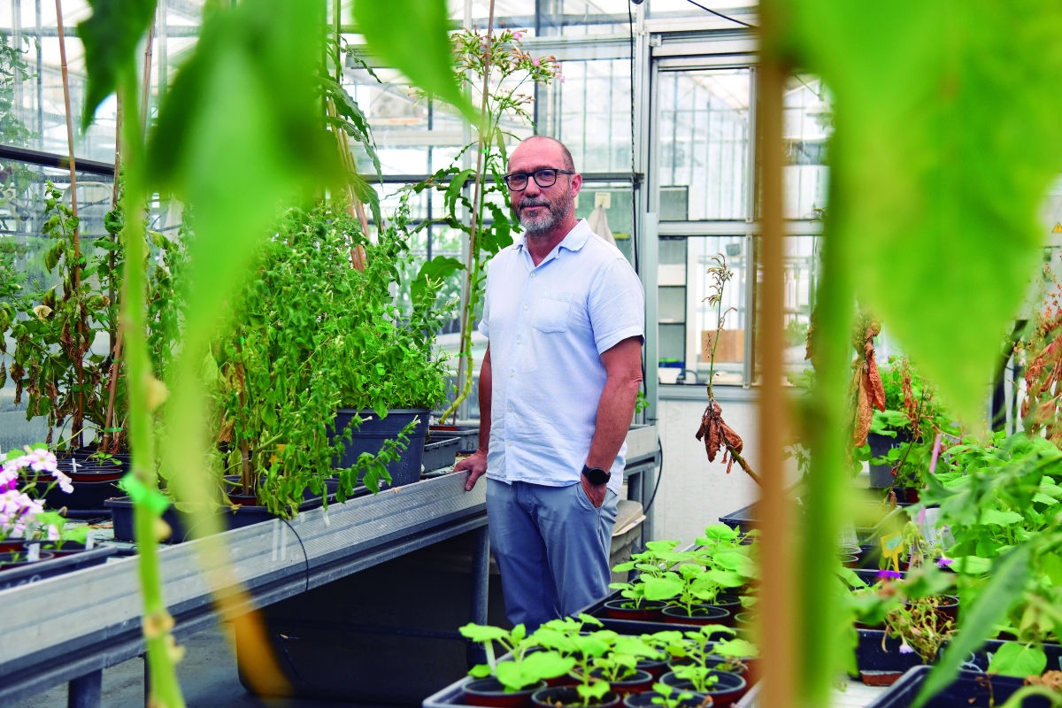 Diego Orzáez: «Creamos plantas ‘centinela’ que  se iluminan como luciérnagas para  alertar de virus en los cultivos»