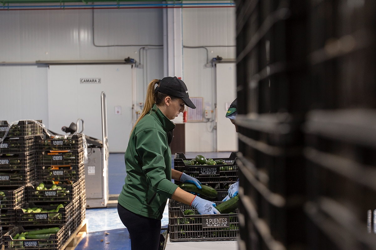 Instalaciones de Amefruits en Bigastro.