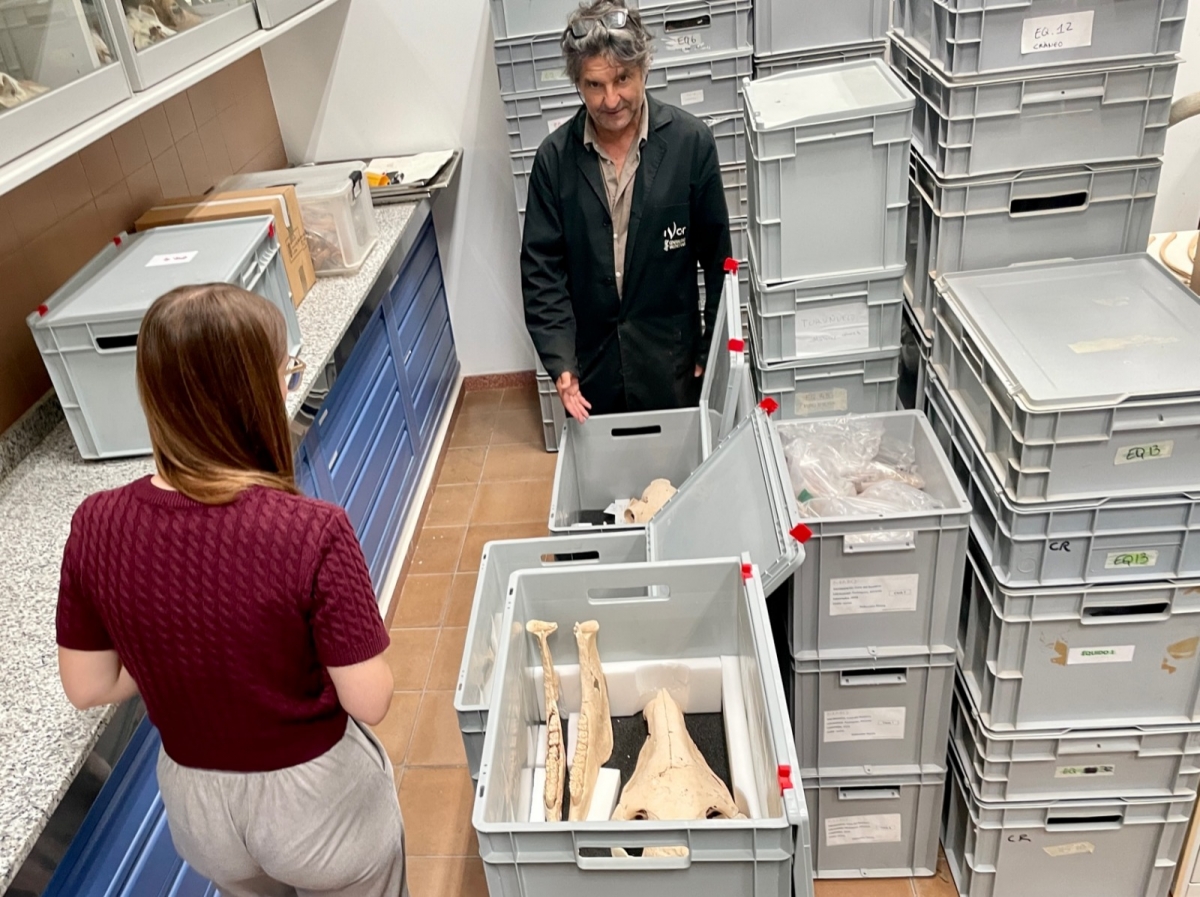 Regresa a Villena la mayor colección de huesos de caballos romanos de la Comunitat