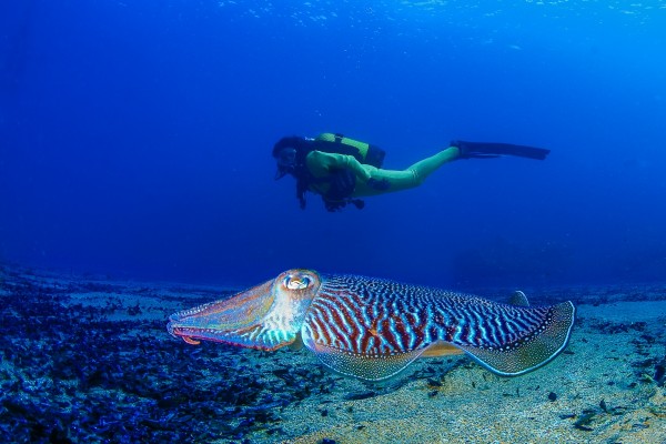 Sumérgete en la Región de Murcia: un paraíso para el buceo durante todo el año
