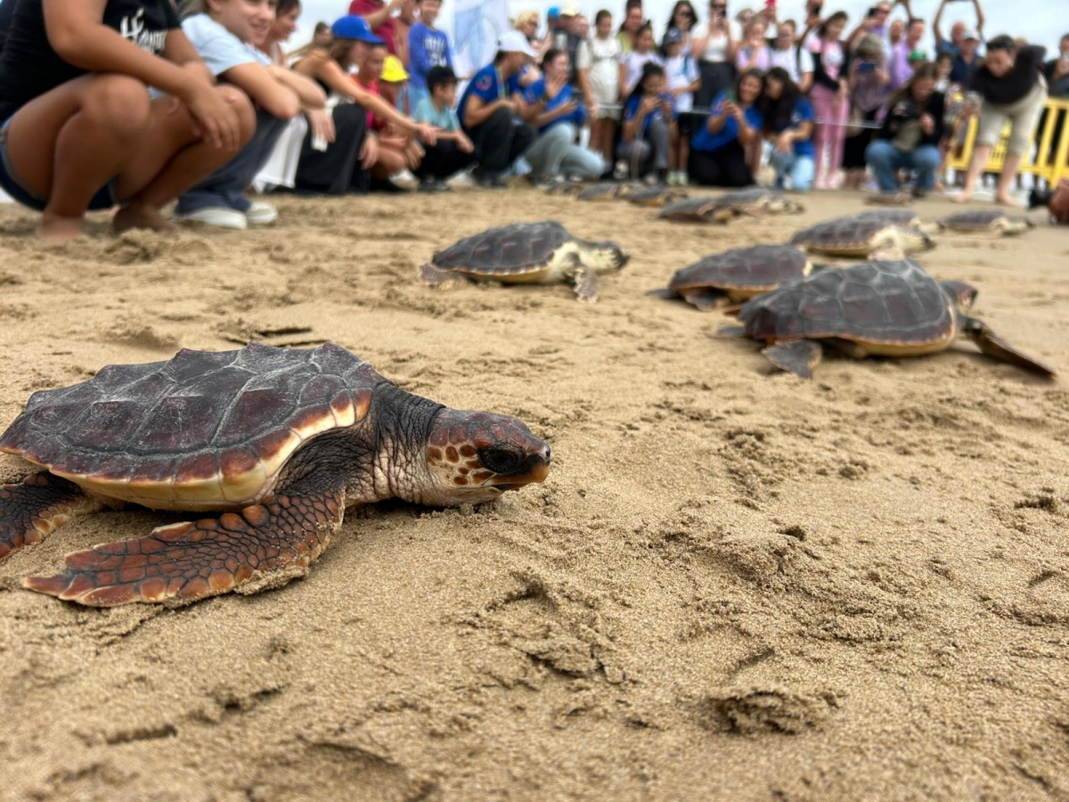 Sueltan 36 tortugas bobas en La Marina de Elche tras un año cuidadas en el Oceanogràfic
