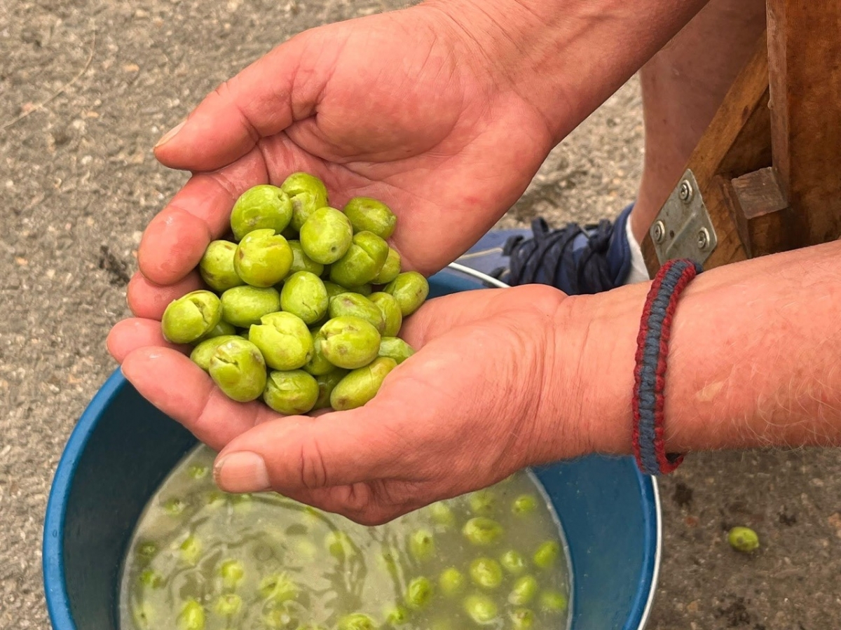 Borriol busca la mejor oliva trencada del mundo