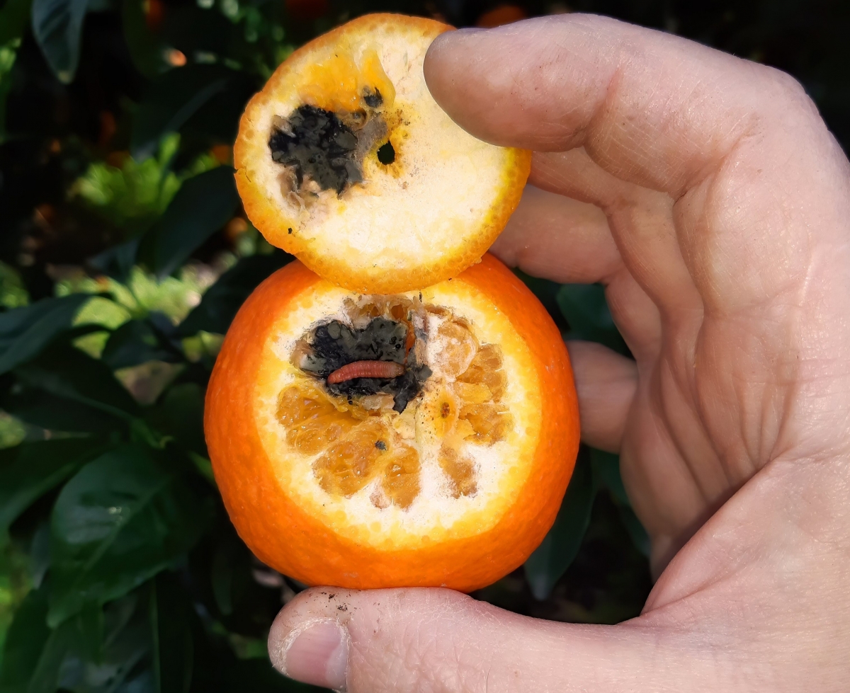 Cítrico afectado por la falsa polilla. 