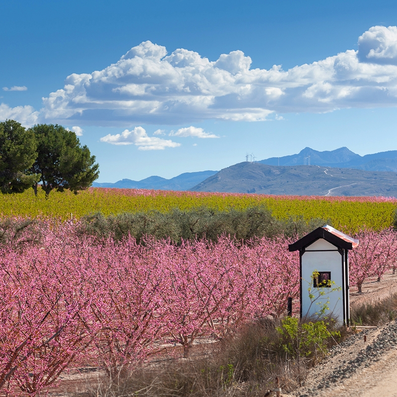  - Foto: TURISMO REGIÓN DE MURCIA 
