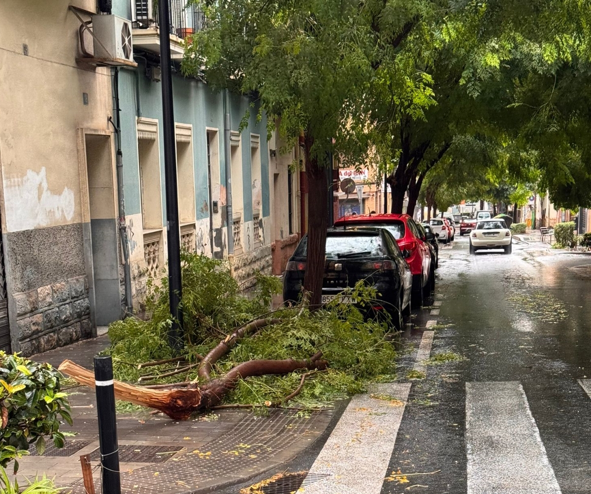 Caída de árboles por el viento en Carolinas en Alicante - 