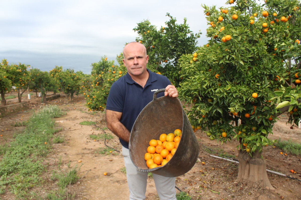 La Unió denuncia que las naranjas de Sudáfrica entran ya con arancel cero a la UE 