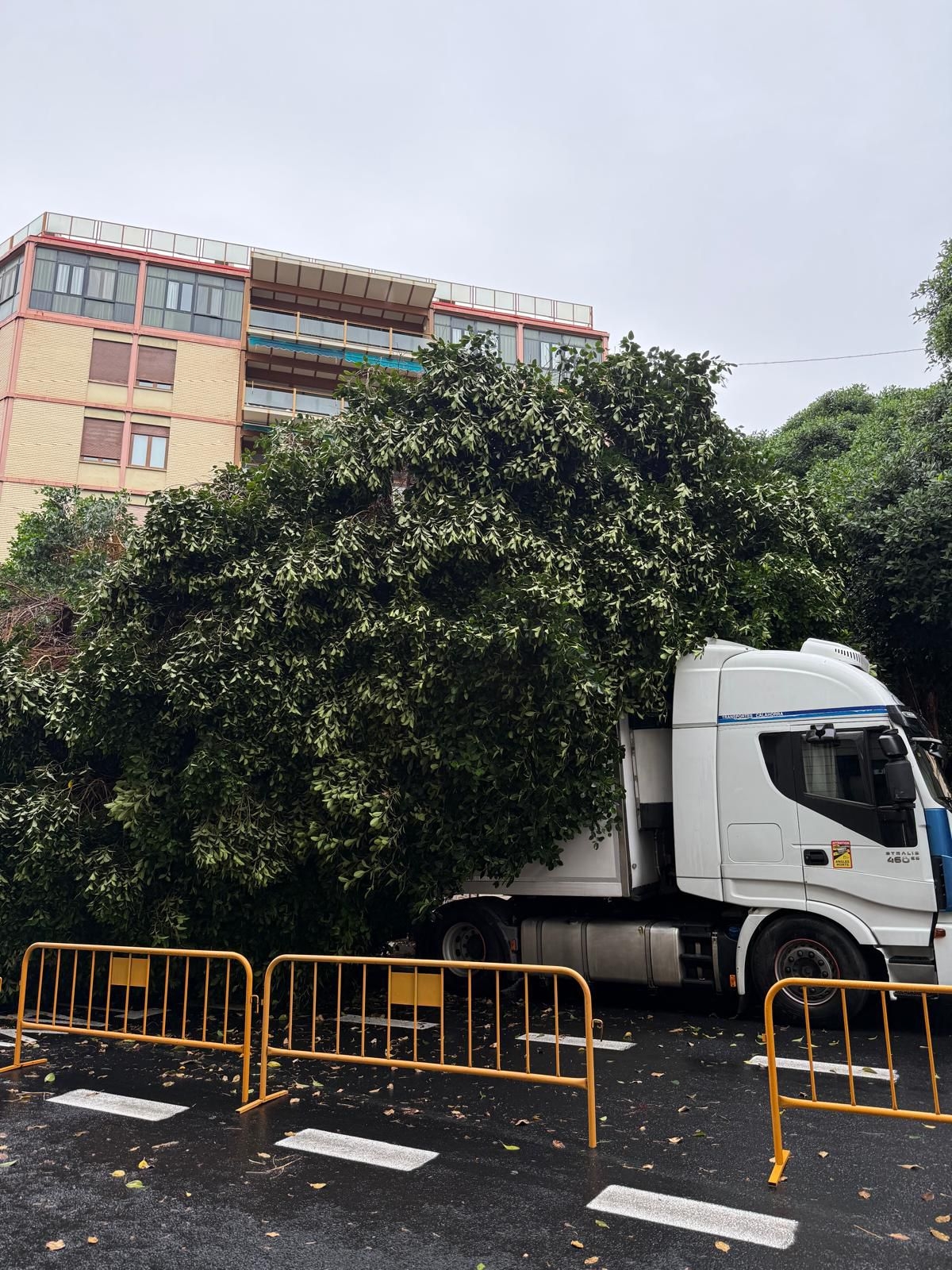 Caen dos árboles en València durante las lluvias de las últimas horas
