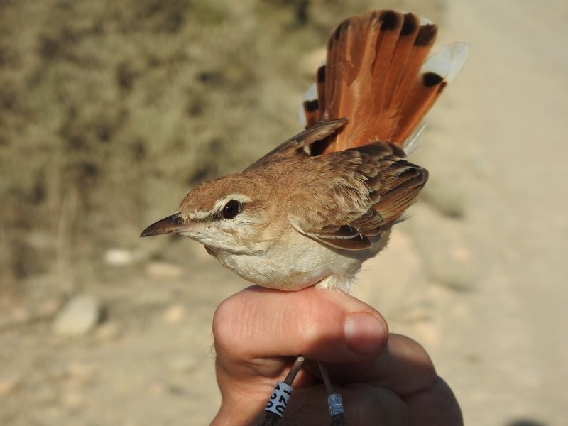 Una veintena de expertos desvelarán cómo son las aves 'murcianas' en el Encuentro de Ornitología de la Región