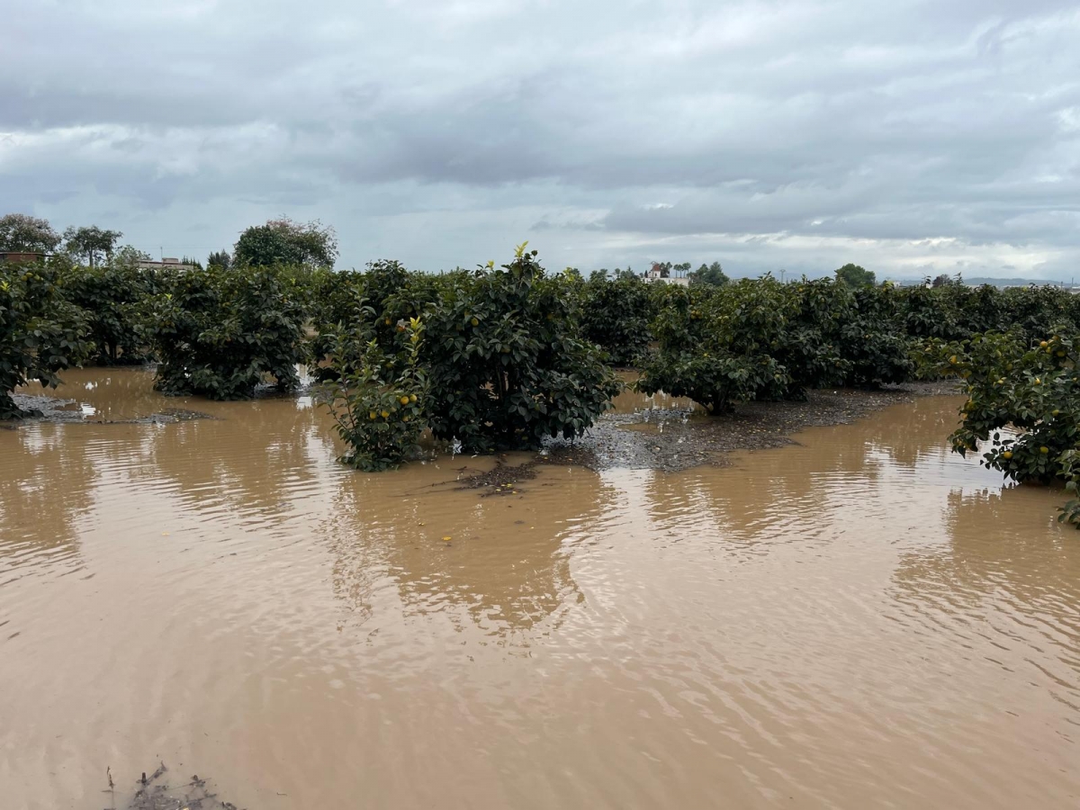 Las lluvias dejan un balance positivo en acuíferos y calibre de cítricos pero con temor a ‘pixat’ y hongos