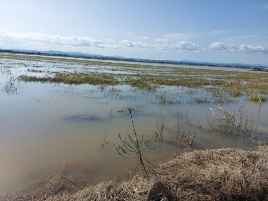 AVA-Asaja estima que la dana Alice ya causa dos millones de pérdidas en el arroz