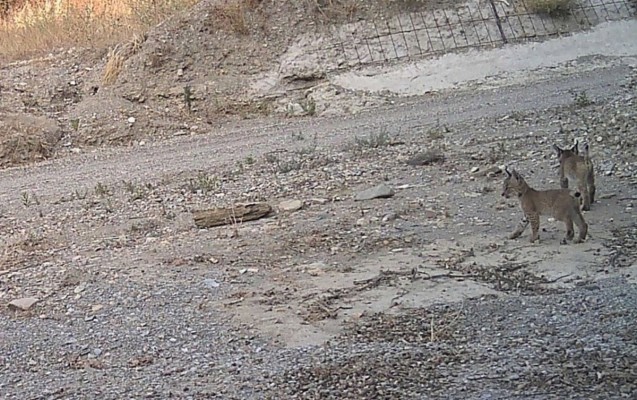 'Tahúlla', una hembra de lince introducida en Lorca, da a luz tres cachorros en Almería