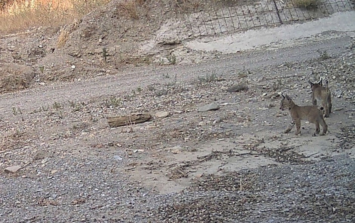 'Tahúlla', una hembra de lince introducida en Lorca, da a luz tres cachorros en Almería