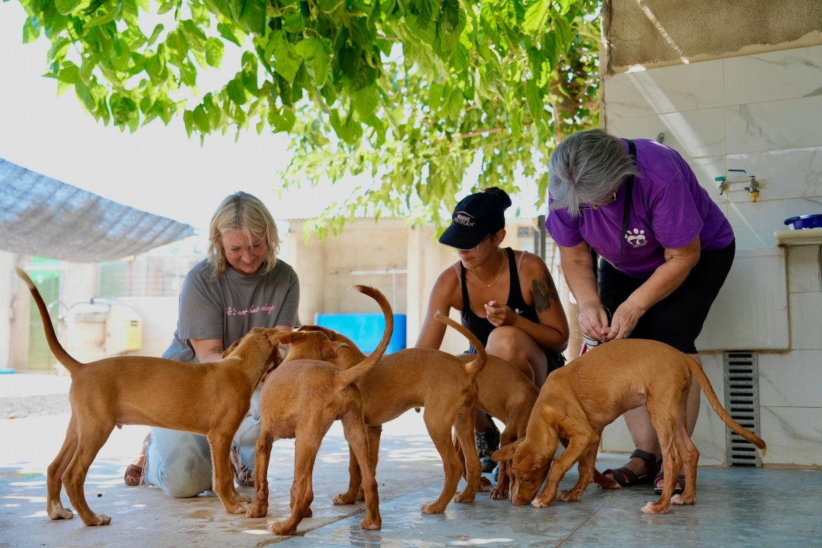 L'Alcora celebra su quinta Feria de la Adopción por la adopción responsable y el bienestar animal