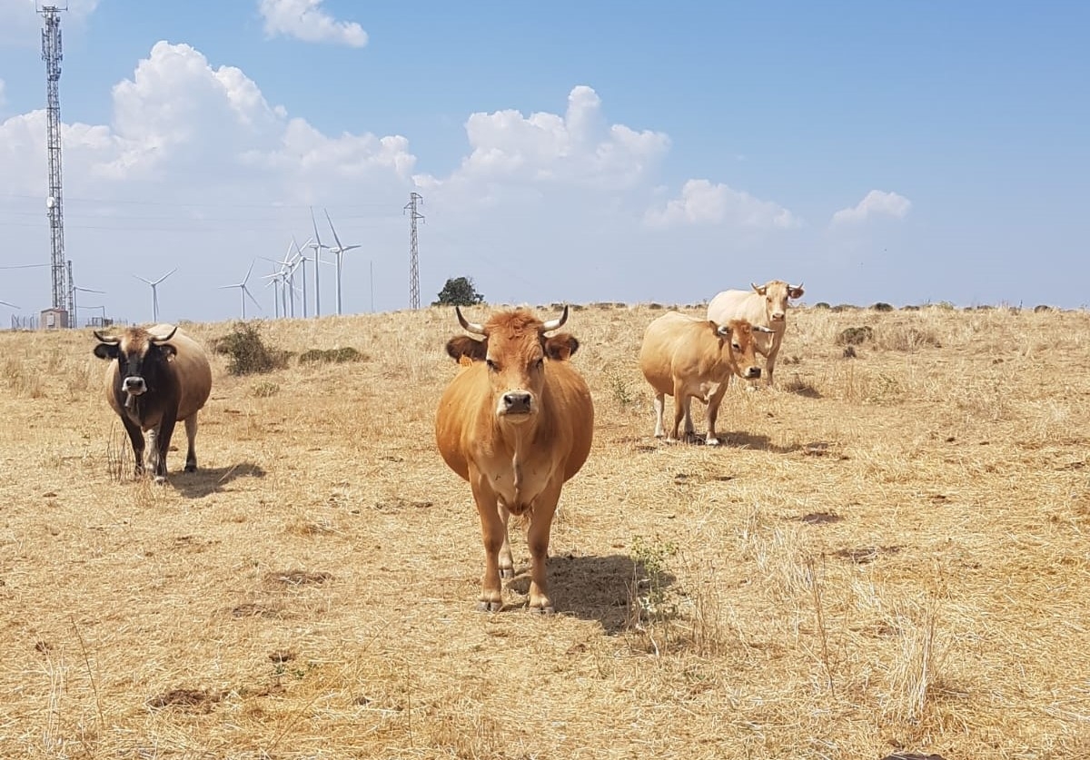 Una ganadería de Castellón se suma a un proyecto europeo de AVA-Asaja para regenerar el suelo y frenar la desertificación