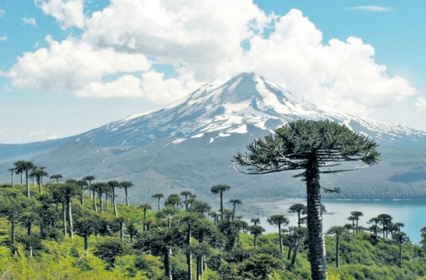 Secuencian el megagenoma de un árbol chileno en riesgo de extinción con potencial alimentario