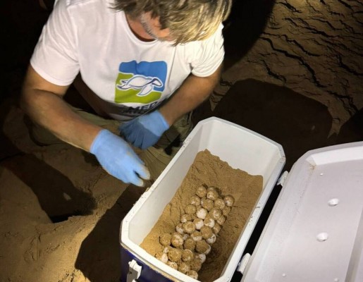 La Comunitat lidera registros de nidos de tortugas marinas en España con más de 500 huevos