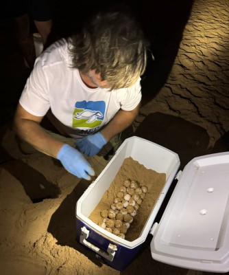 La Comunitat lidera registros de nidos de tortugas marinas en España con más de 500 huevos