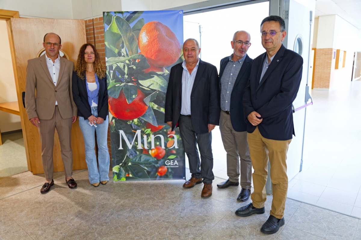 Una nueva variedad protegida para 'revolucionar' la citricultura: Mina, la mandarina adaptada al cambio climático 