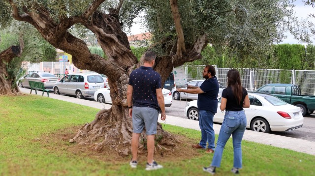 Onda se suma a la campaña europea 'EUTreeTag' para destacar el valor de sus árboles urbanos