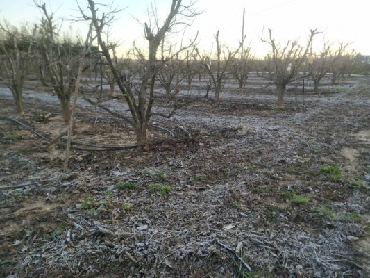 El campo cerrará 2024 con otra siniestralidad histórica impulsada por el cambio climático