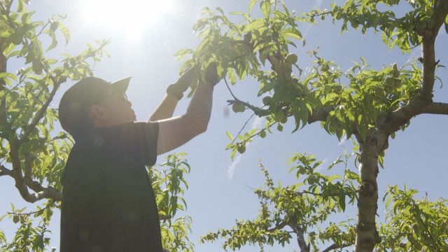 Los agricultores y ganaderos percibirán 2.563 millones en pagos anticipados de las ayudas de la PAC, 47 en la Comunitat Valenciana