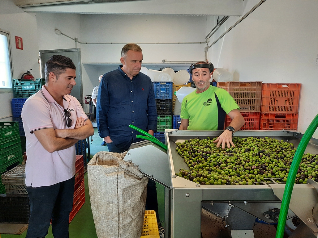 La Almazara Municipal de Altea augura un incremento notable de la producción de aceite 