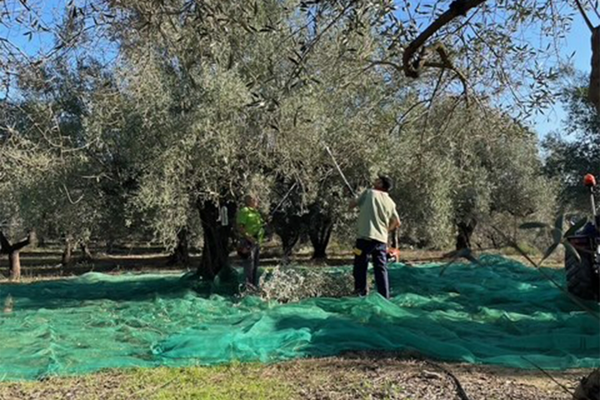 La Lágrima más esperada del año ya empieza a brotar en Viver