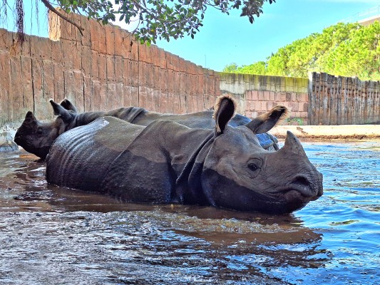 Terra Natura Benidorm celebra el Día Mundial del Rinoceronte con actividades educativas y de concienciación