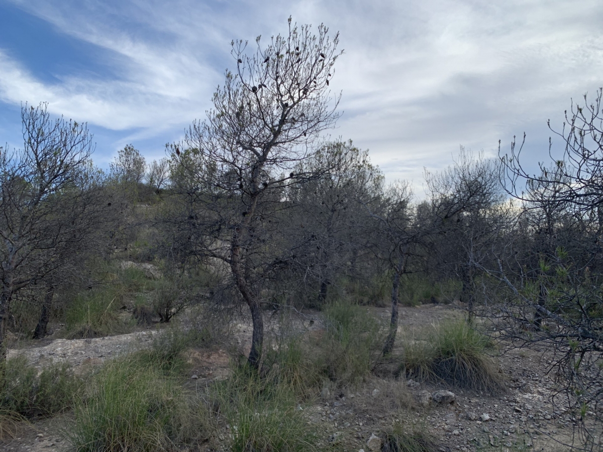 Arranca un proyecto adaptativo para mejorar la resistencia a los incendios de la ‘Sierra y Serrata del Puerto’ de Calasparra
