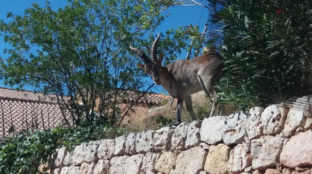 Más de cien agricultores del Valle de Ayora plantean una demanda colectiva por fauna salvaje