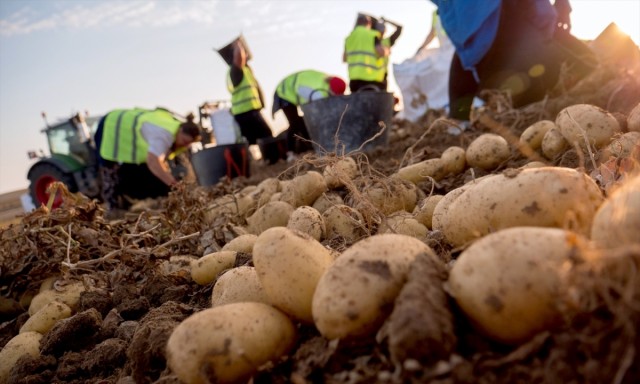 Mercadona comercializa 184.800 toneladas de patata nacional este año, un 35% más