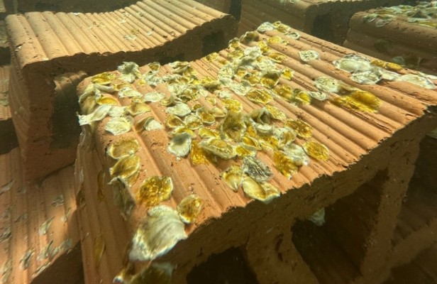 El primer arrecife experimental de ostra nativa ya está instalado en el Mar Menor