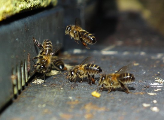 Una murciana alerta sobre la extinción de un centenar de especies de abejas en Europa