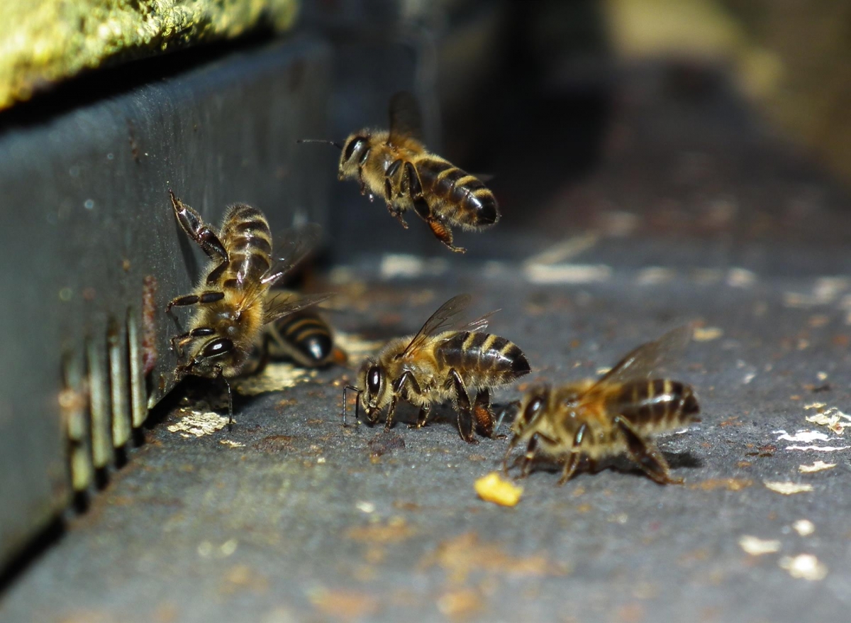 Una murciana alerta sobre la extinción de un centenar de especies de abejas en Europa