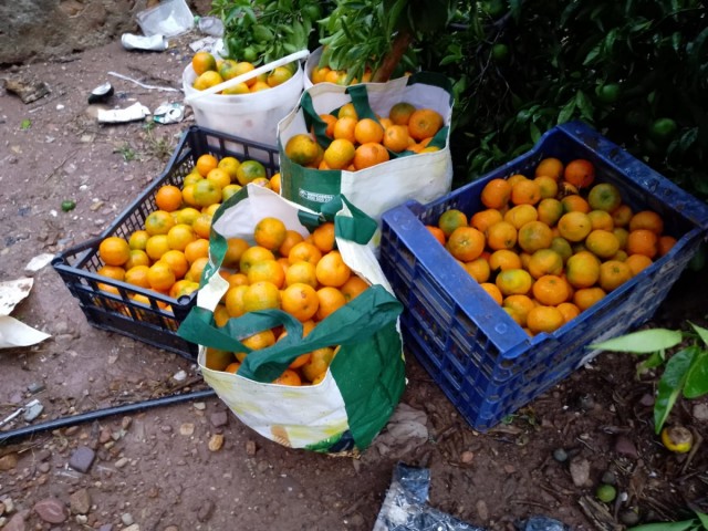 Nueva sustracción masiva de cítricos en Castellón: roban 15.000 kilos de hernandina en Vila-real