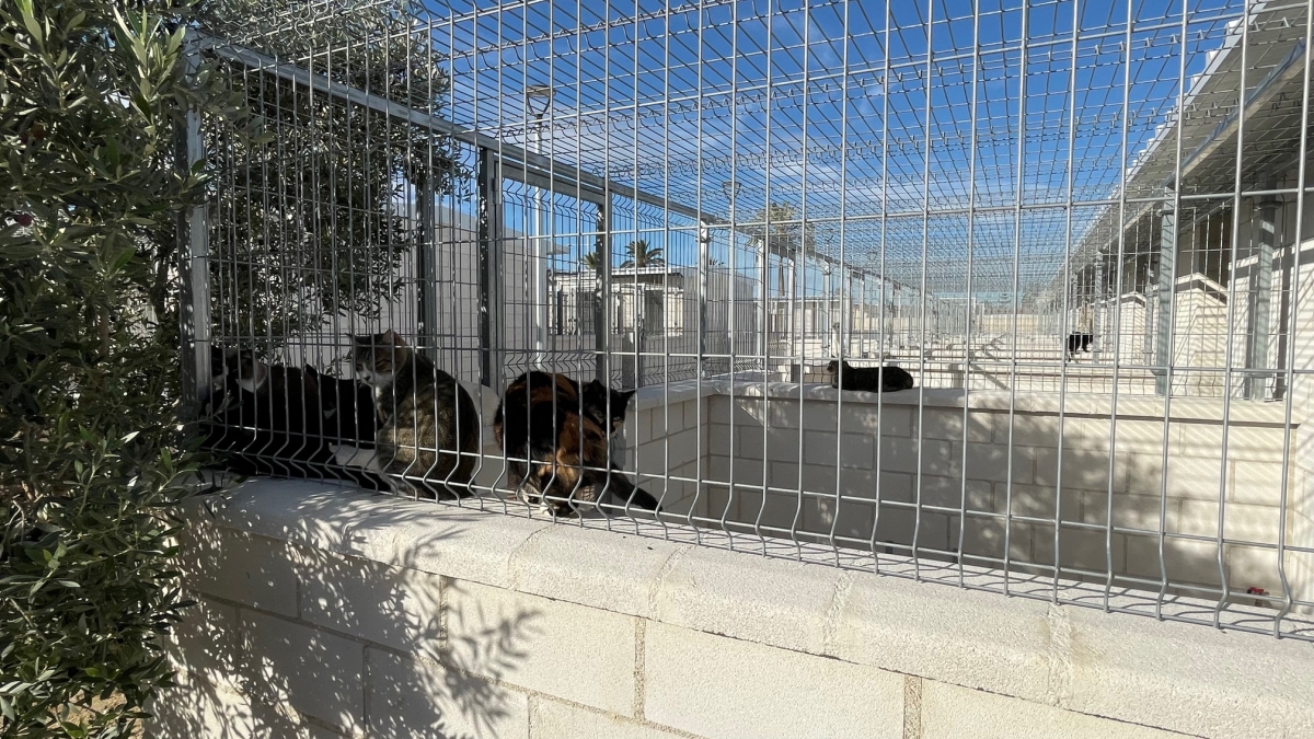 Torrevieja estrenará su nuevo albergue municipal de animales en el primer trimestre de 2026