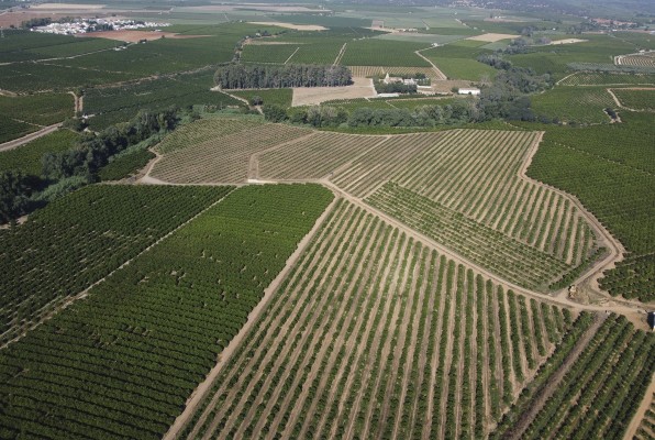 Clasol Bio, la nueva empresa de producción ecológica de cítricos

