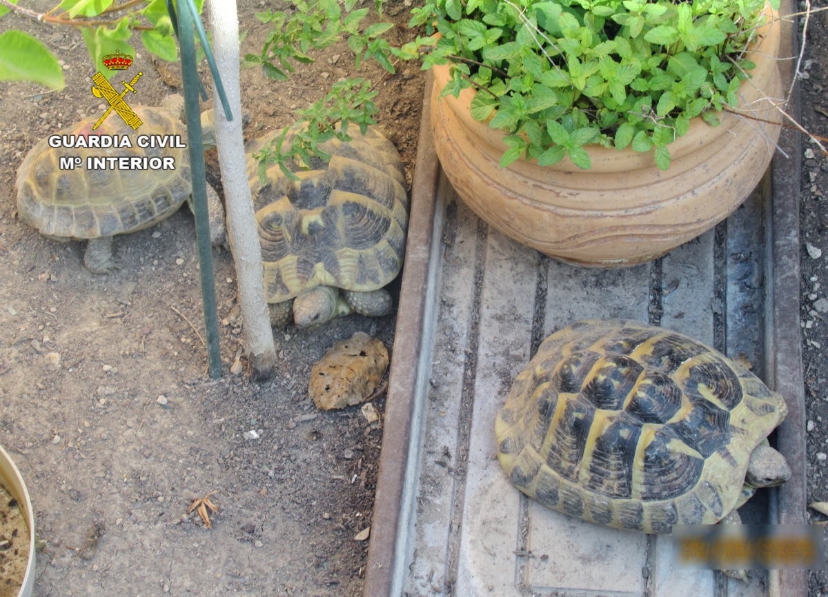 La Guardia Civil se incauta de seis tortugas en una casa de Molina de Segura gracias a la colaboración ciudadana