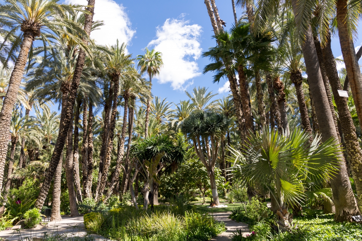 Elche, el destino que lo tiene todo