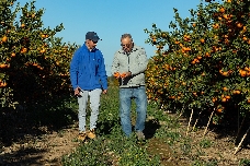Calidad, continuidad y nuevas fincas de cultivo propio: Benihort inicia la campaña citrícola 2025-26
