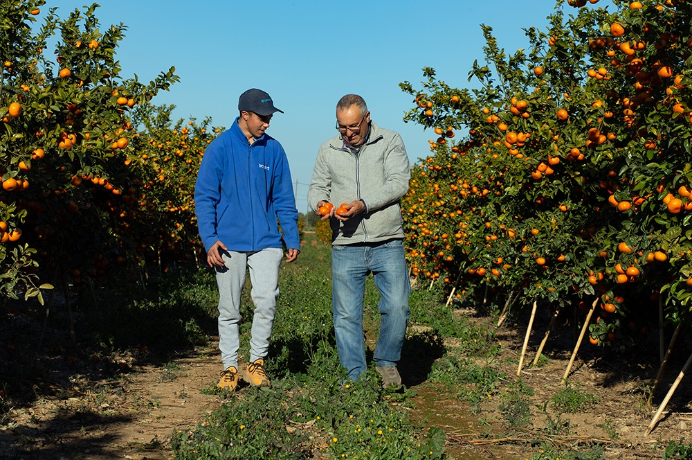 Calidad, continuidad y nuevas fincas de cultivo propio: Benihort inicia la campaña citrícola 2025-26