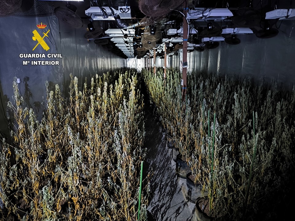 La Guardia Civil desmantela en Aspe una macroplantación de marihuana oculta tras un falso negocio de caravanas