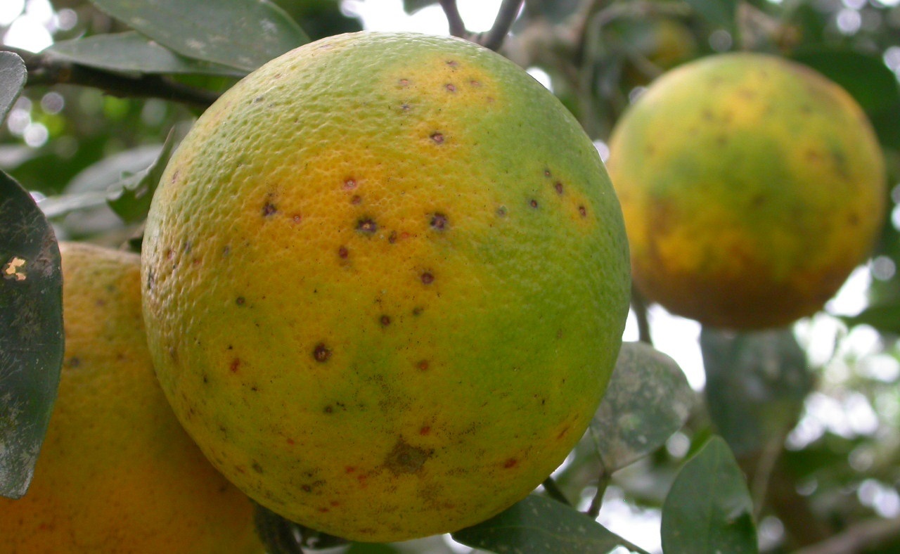 Foto: INTERCITRUS - 